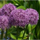 Allium