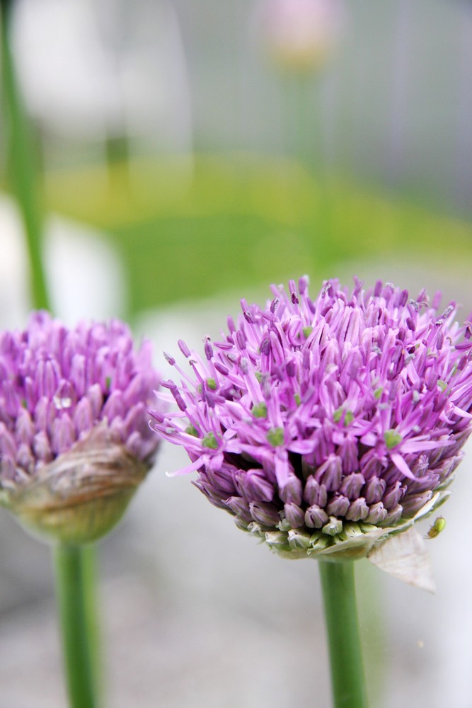 Allium aflatunense