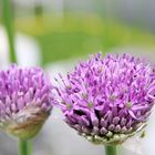 Allium aflatunense