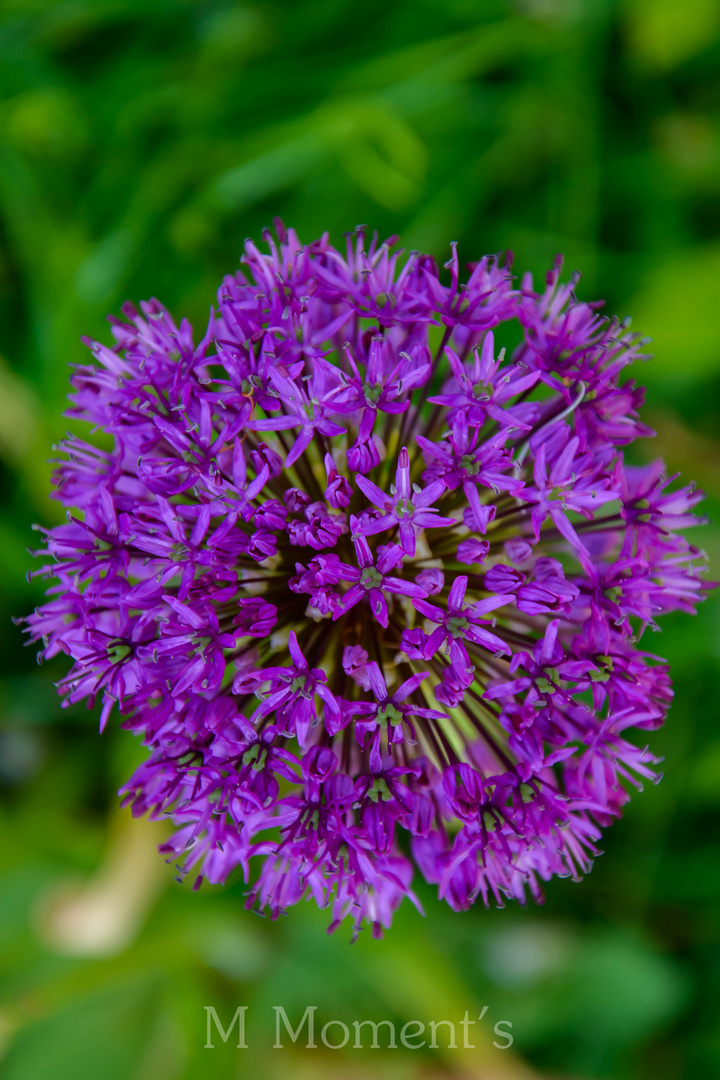 Allium aflatunense