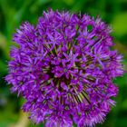 Allium aflatunense