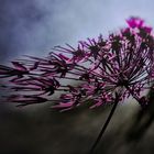 Allium aflatunense