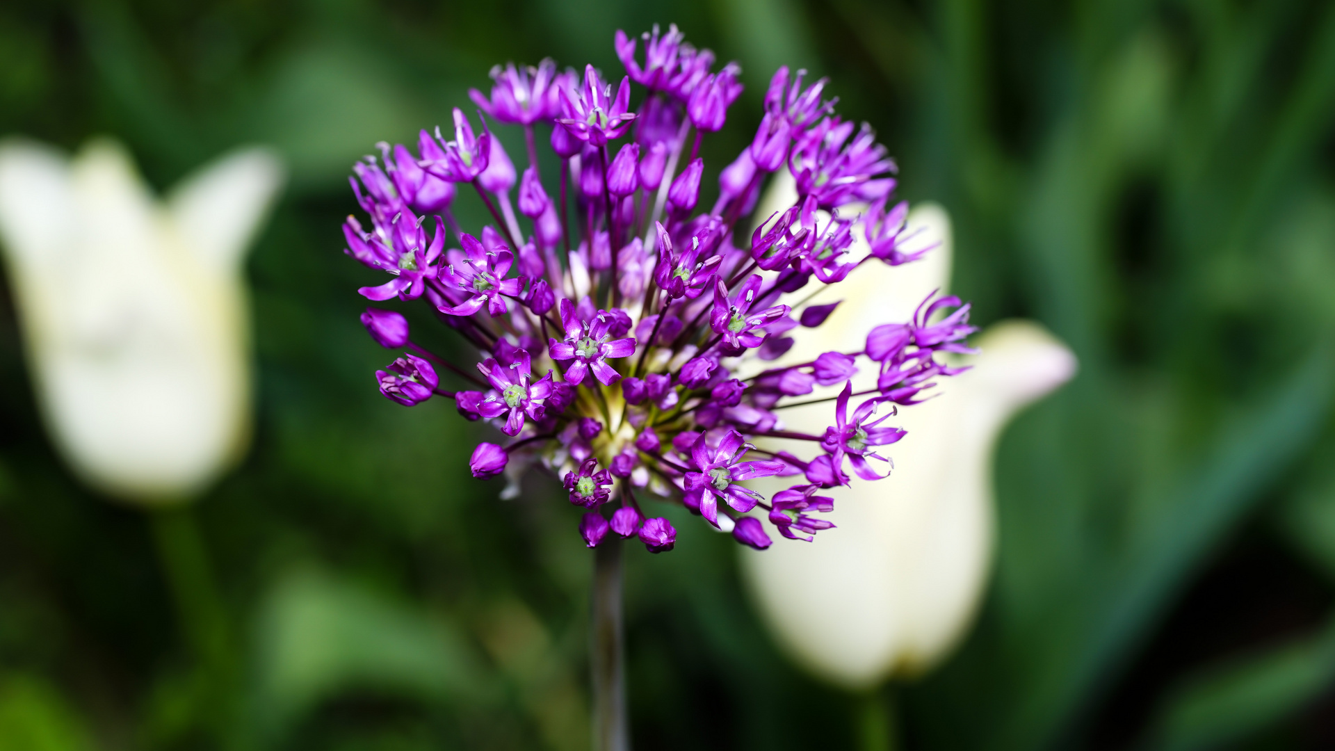 Allium aflatunense