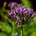 Allium aflatunense