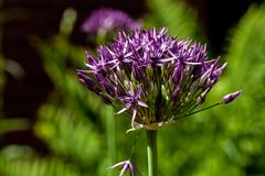 Allium aflatunense