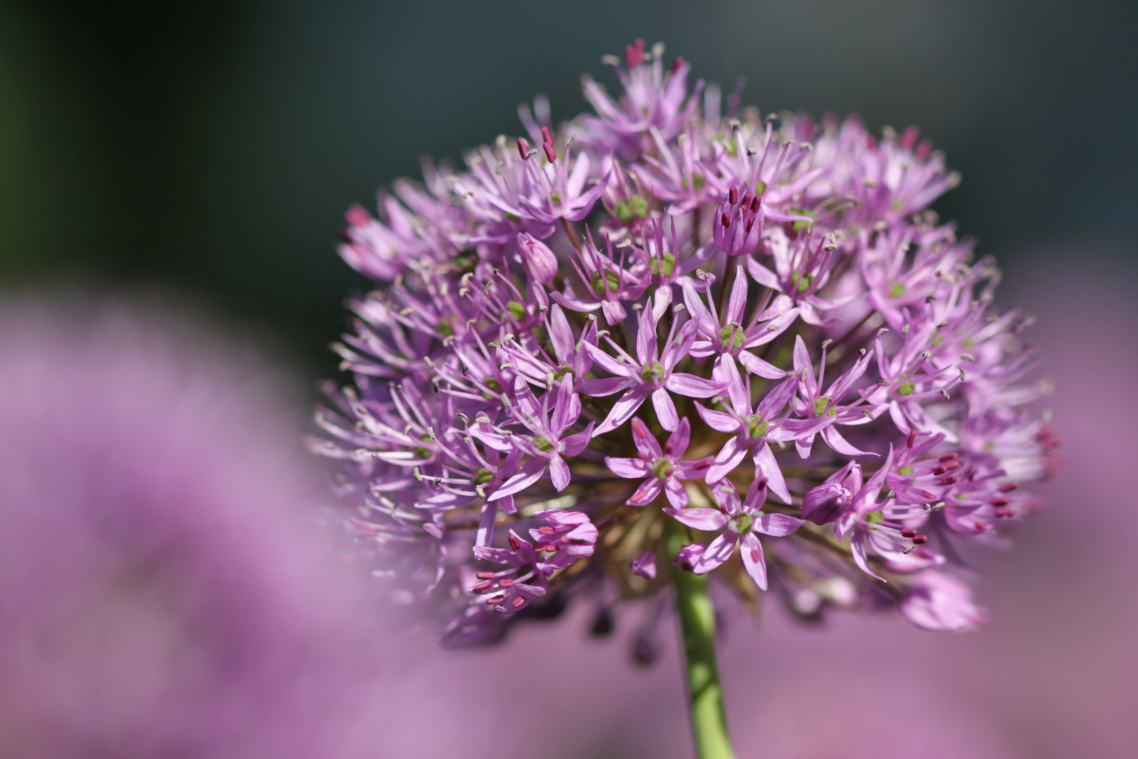 Allium aflatunense