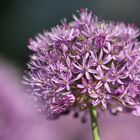 Allium aflatunense