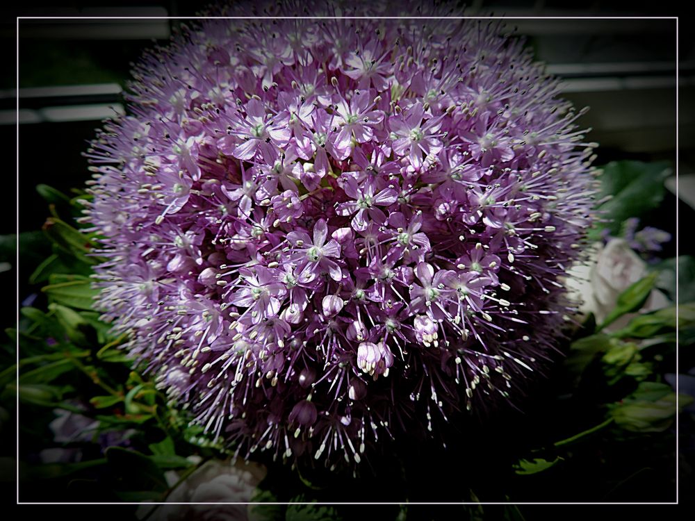 Allium als MiwoBlü