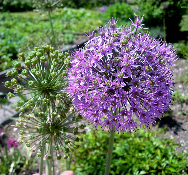 Allium 'Ambassador'