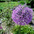 Allium 'Ambassador'