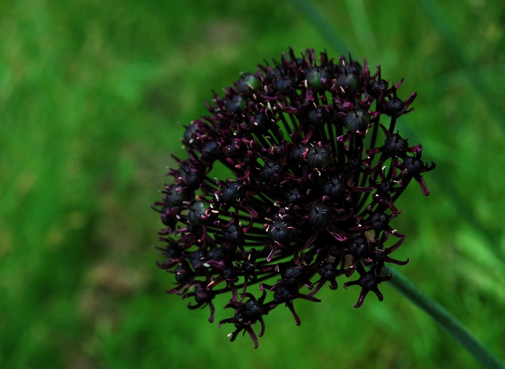 Allium Atropurpureum Waldst. et Kit.