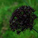 Allium Atropurpureum Waldst. et Kit.