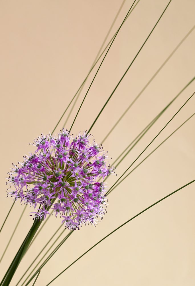 Allium aus der Ecke