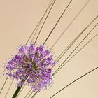 Allium aus der Ecke