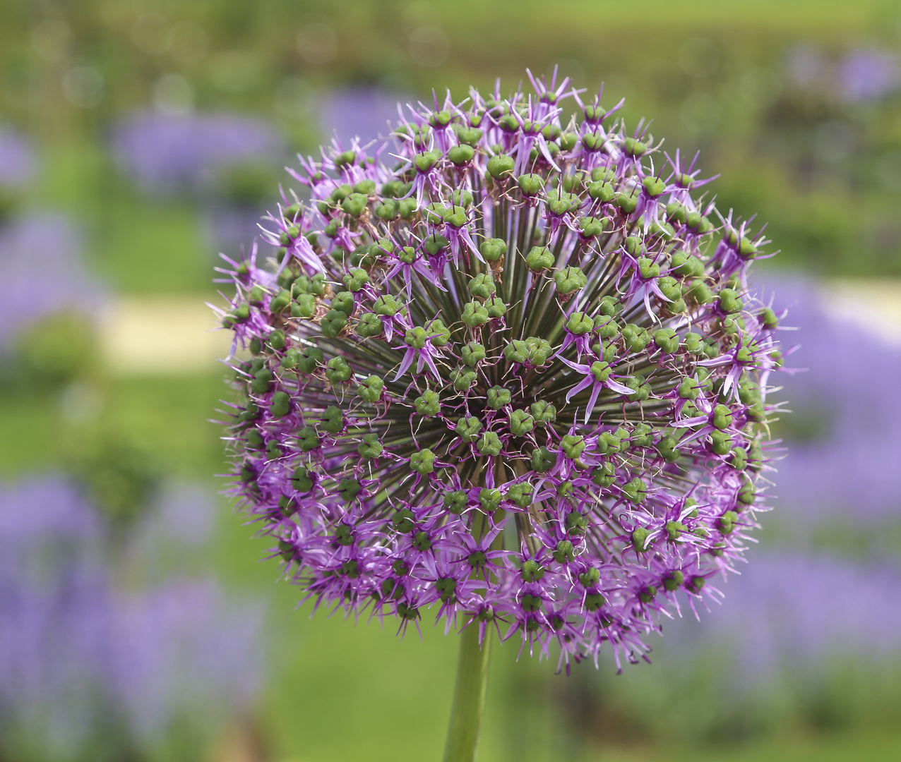 Allium 