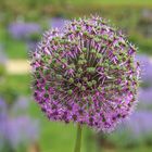 Allium 