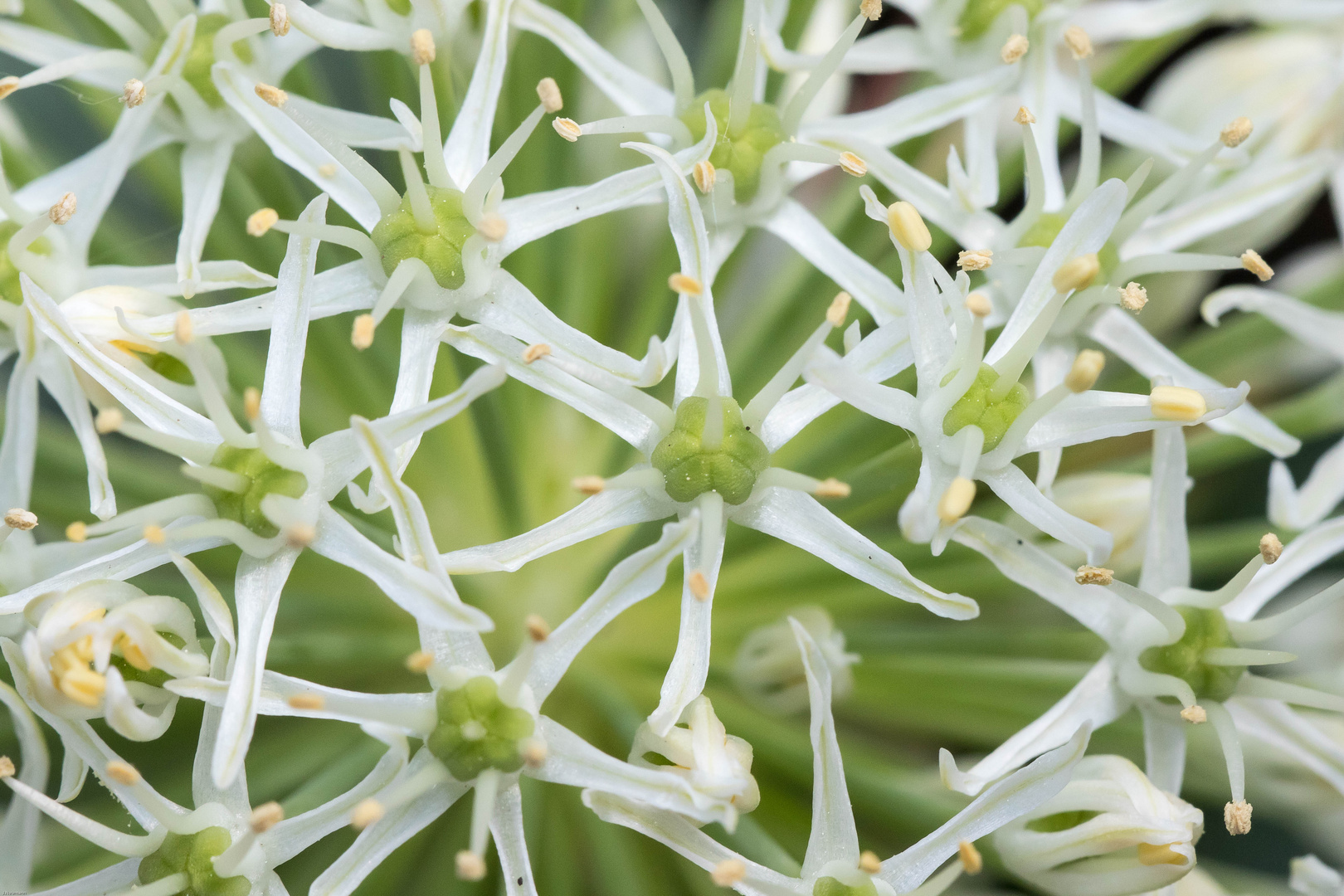 Allium