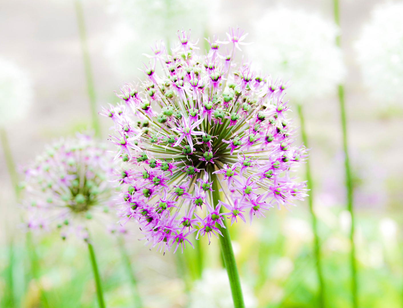 Allium