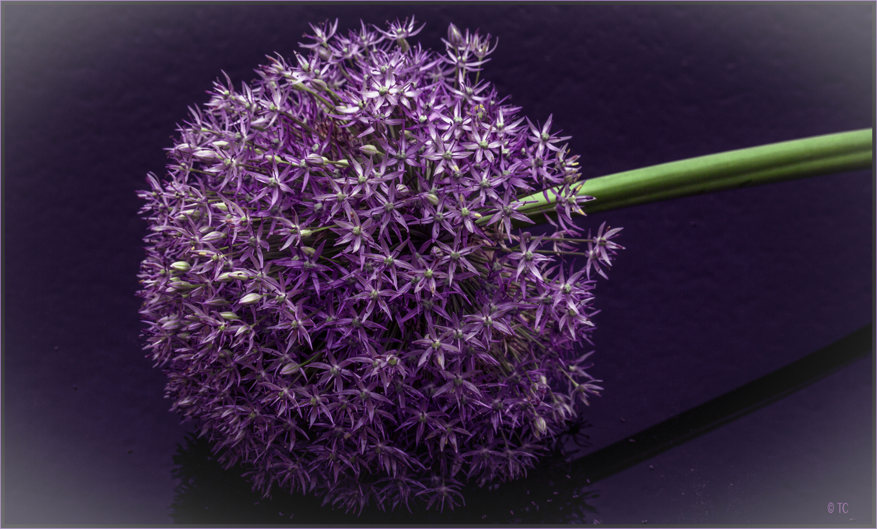 ALLIUM