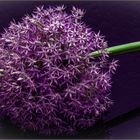 ALLIUM