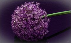 ALLIUM