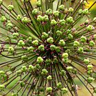 Allium