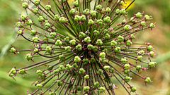 Allium