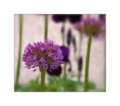 allium