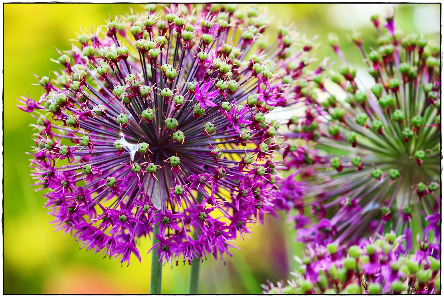 Allium