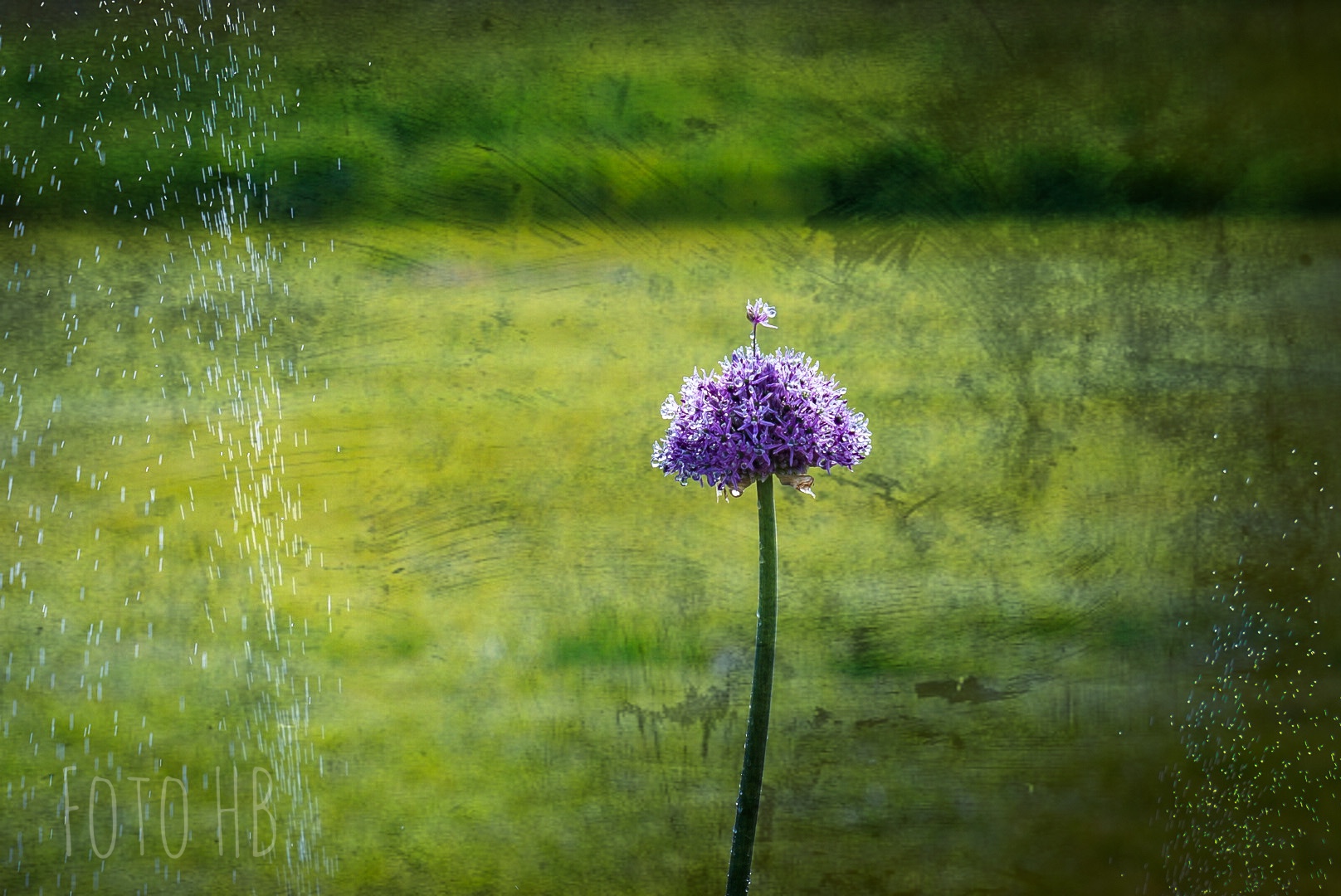 Allium