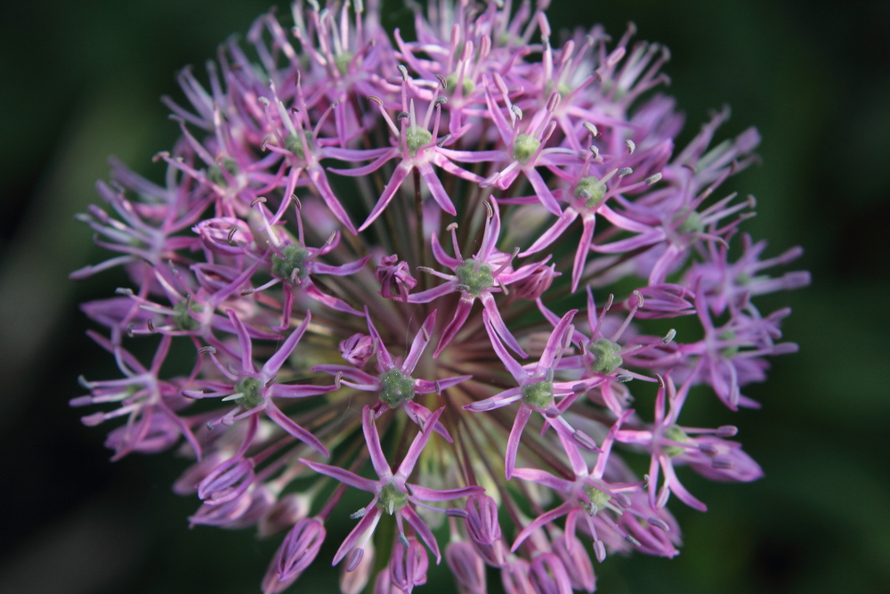 Allium