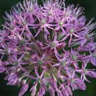 Allium