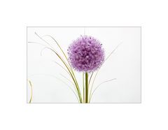 allium