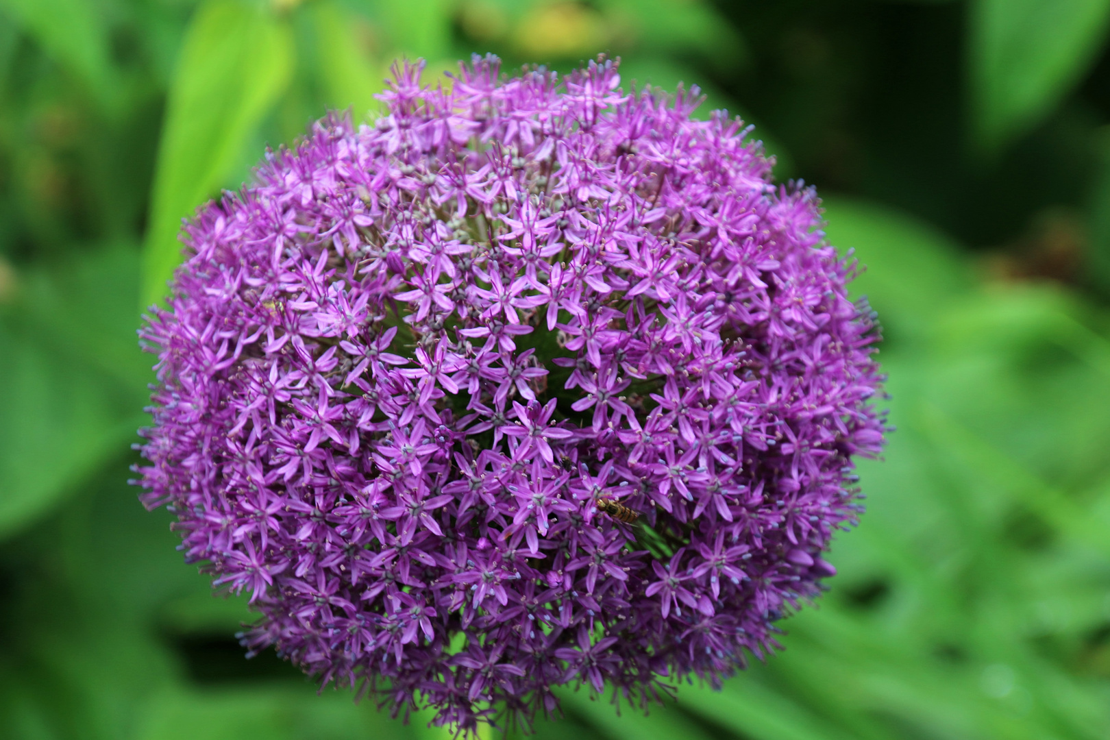 Allium