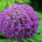 Allium