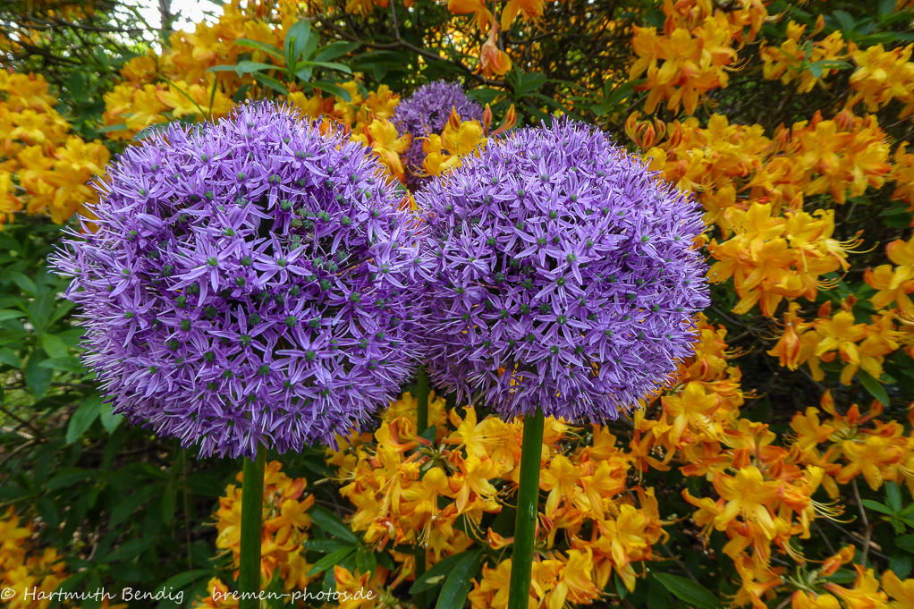 Allium