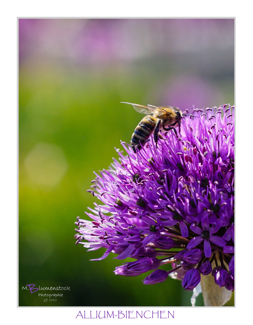 ALLIUM-BIENCHEN