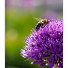 ALLIUM-BIENCHEN