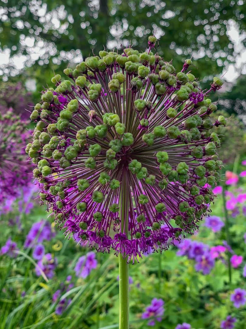 Allium-Blüte
