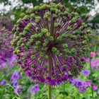 Allium-Blüte