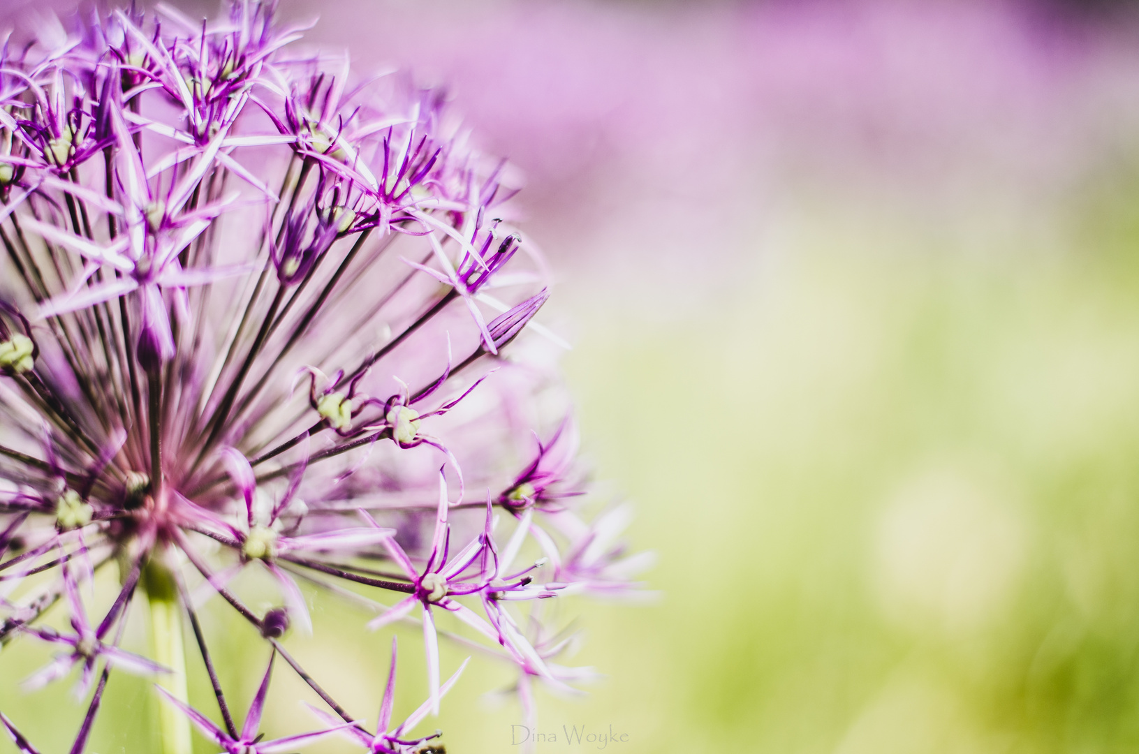 Allium-Blüte