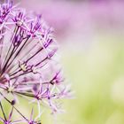 Allium-Blüte