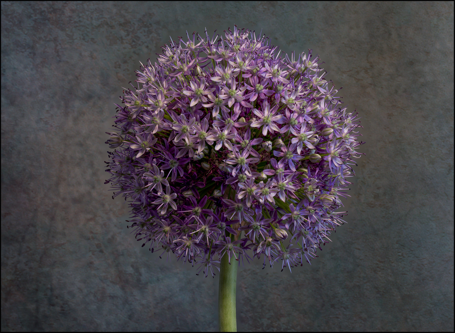 Allium-Blüte  