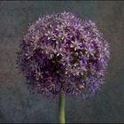 Allium-Blüte  