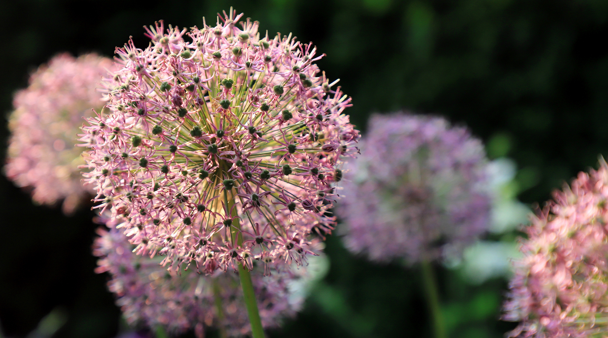 allium blüten