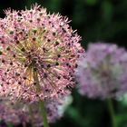 allium blüten