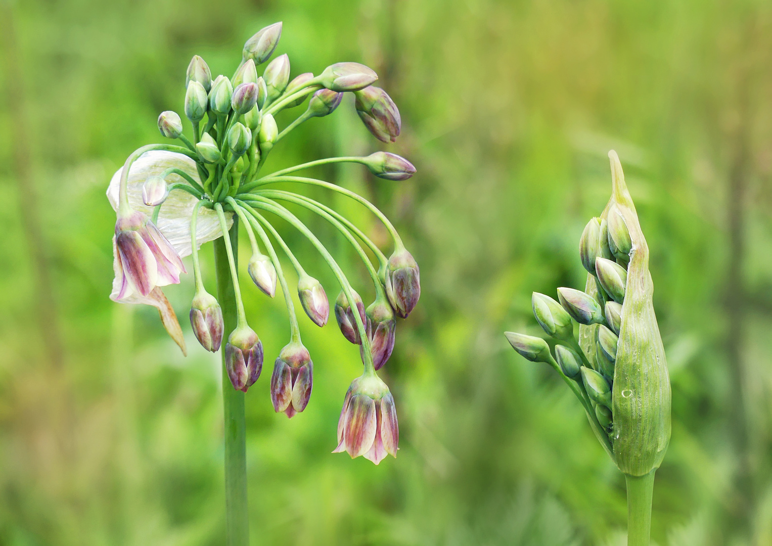 Allium bulgaricum