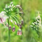 Allium bulgaricum