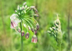 Allium bulgaricum