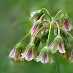 Allium bulgaricum